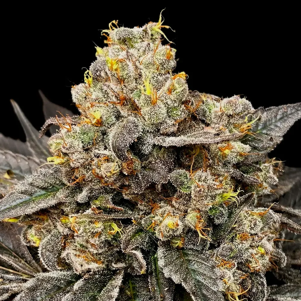 Zkittlez Cookies Latitudsurseeds