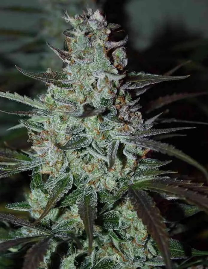 Blue Mazar 3