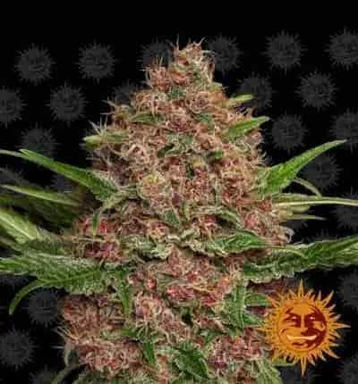 Purple Punch 3