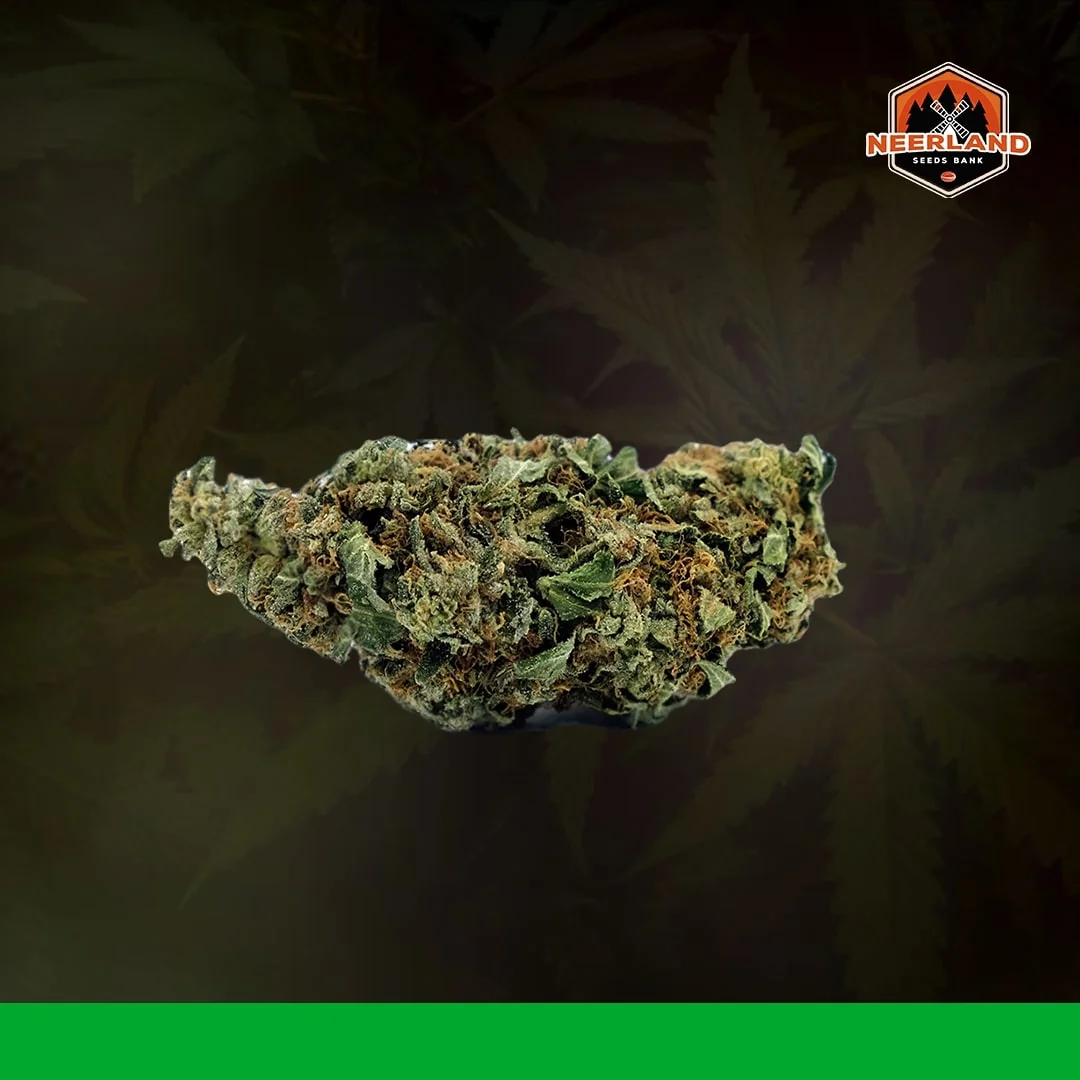 Super Skunk
