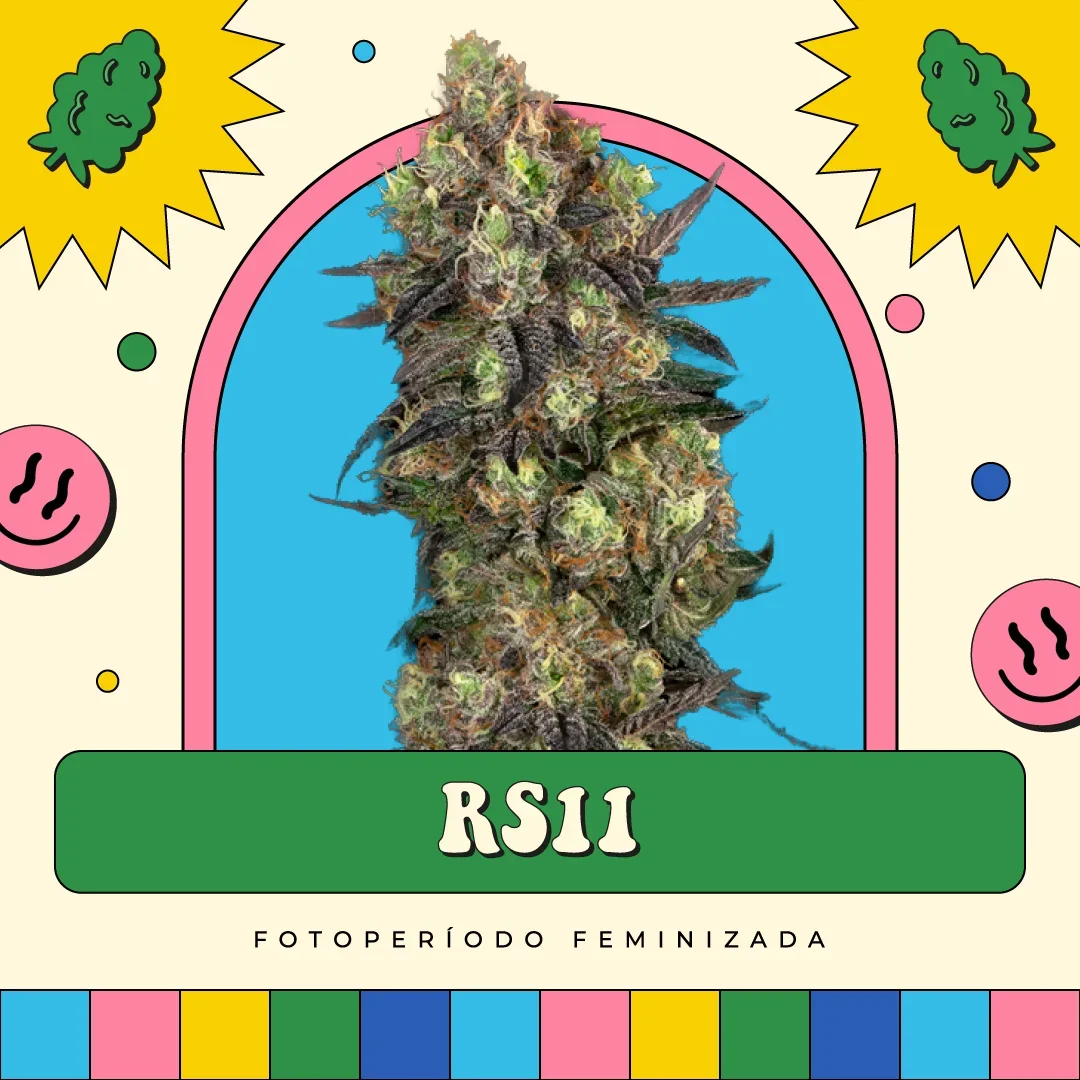 Rs11
