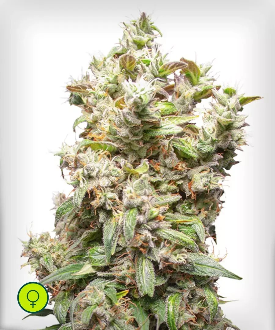 Thc Victory 4