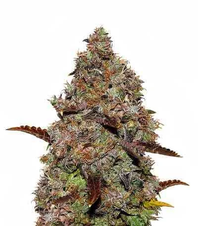 Gelato 41 2
