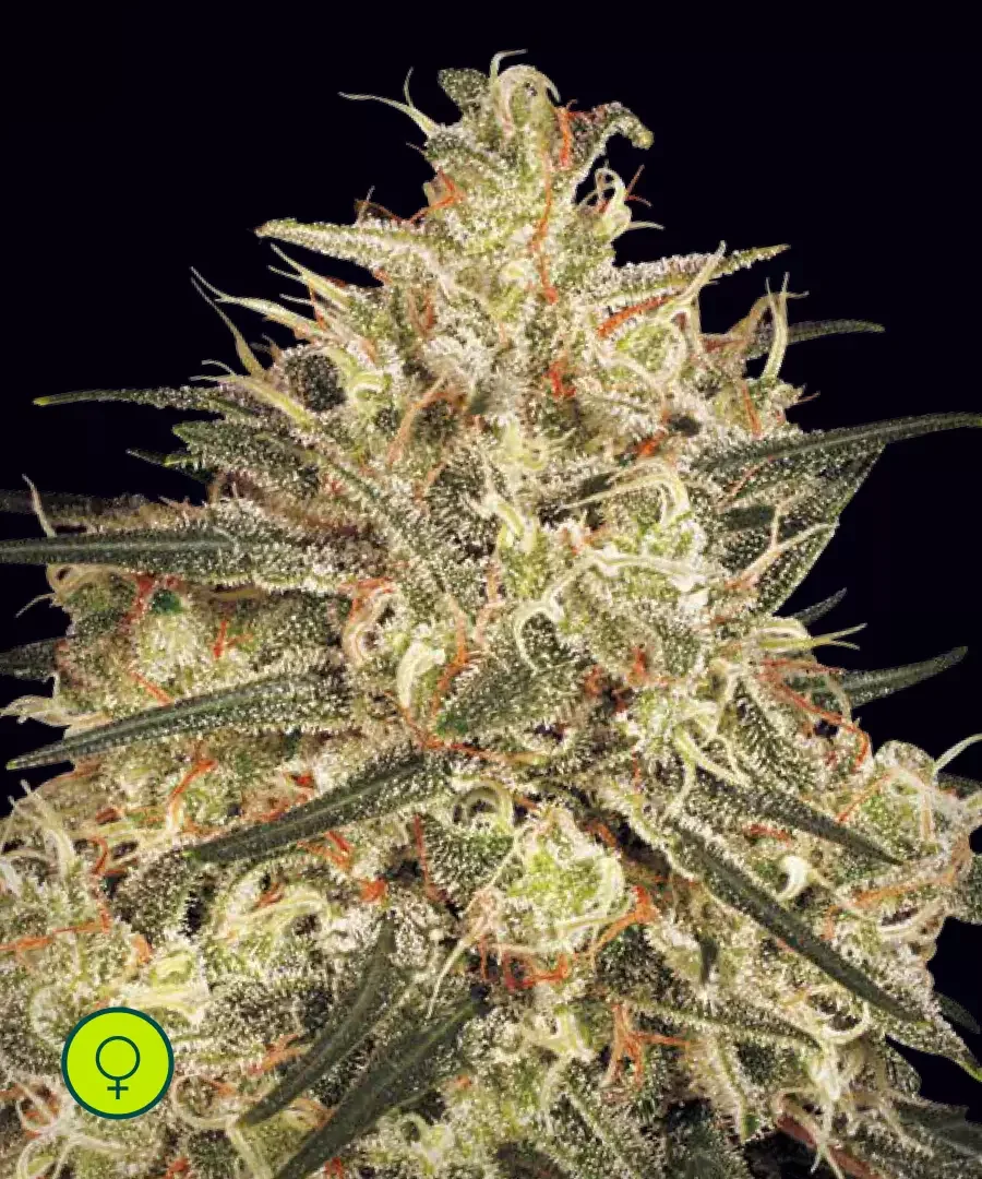 Atomical Haze