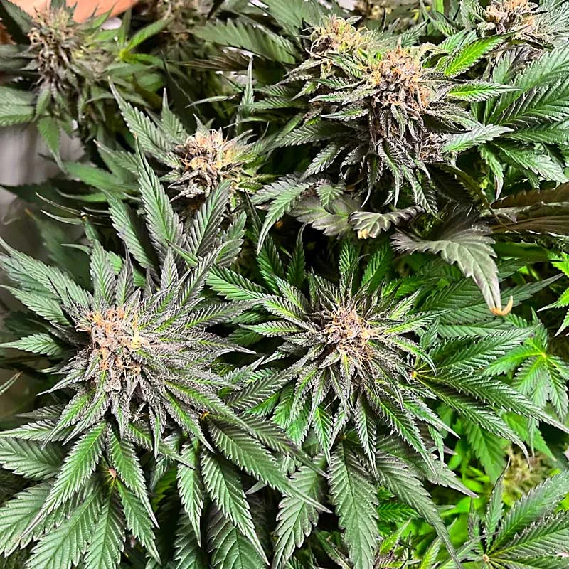 Strawberry Mango