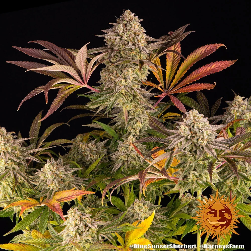 Blue Sunset Sherbert