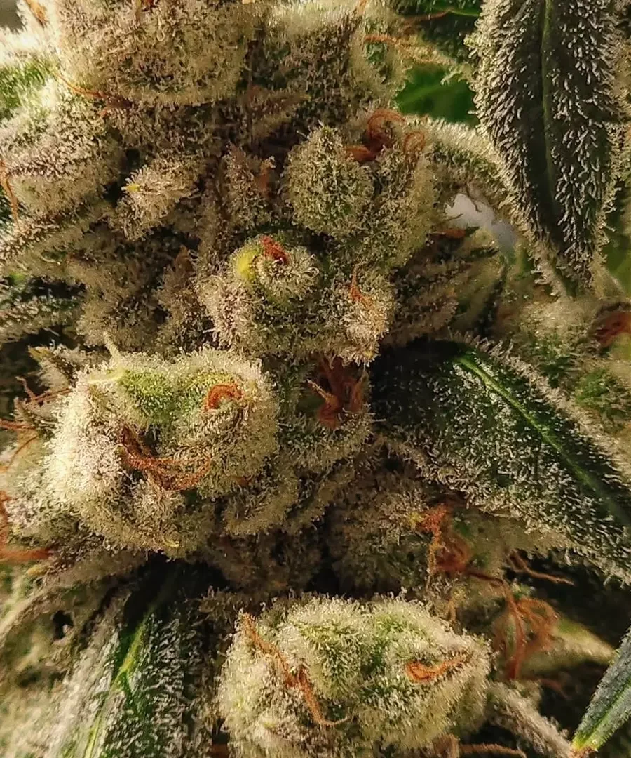 Pluto Cookies Ibl 2