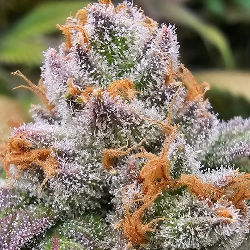 Habibi Purple City Genetics