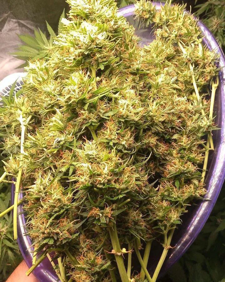 London Cheese Kush