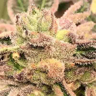 Apple Fritter 3