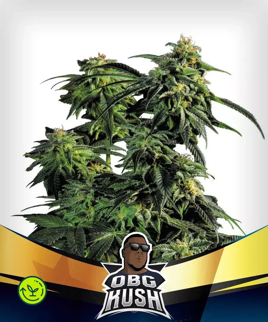Obg Kush