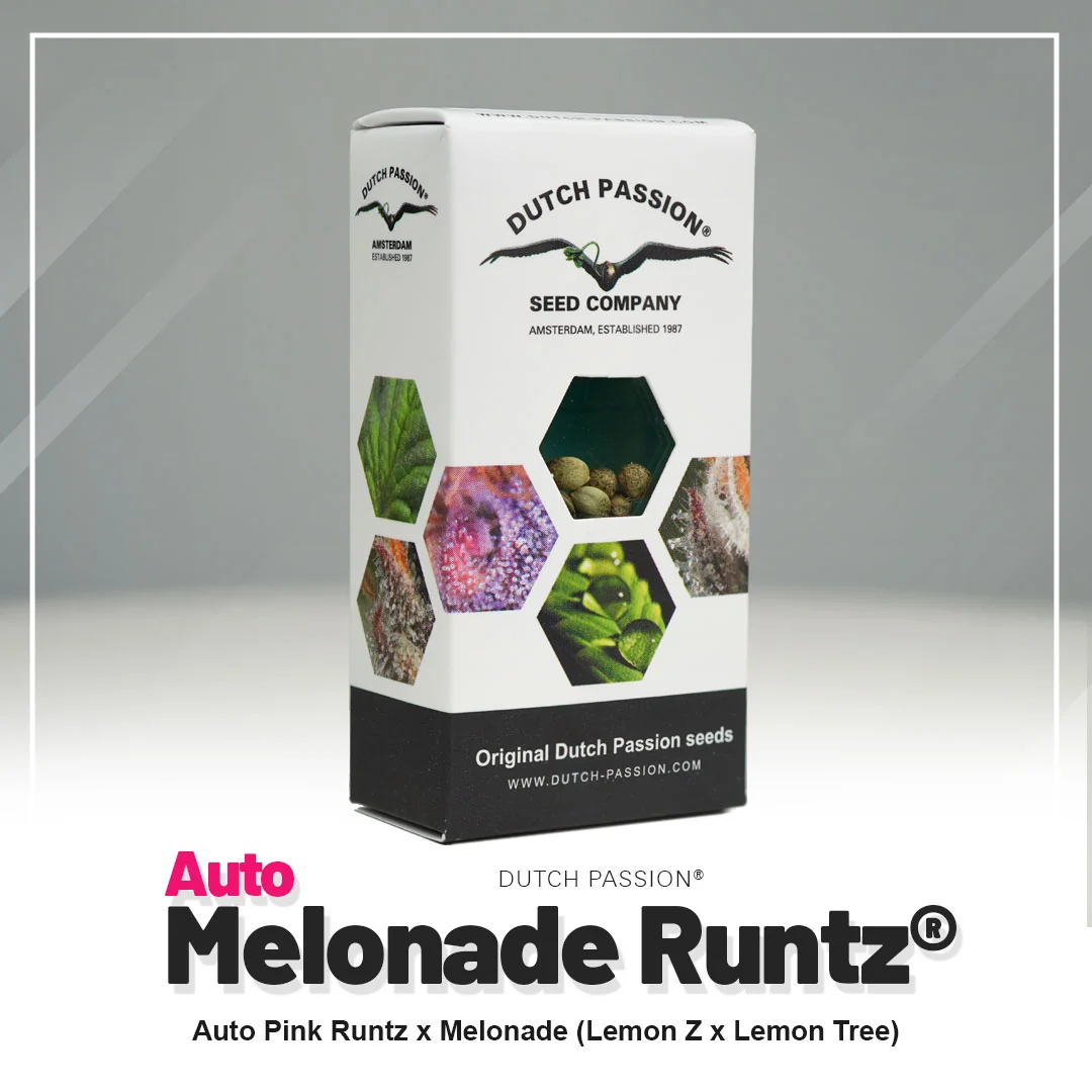 Melonade Runtz