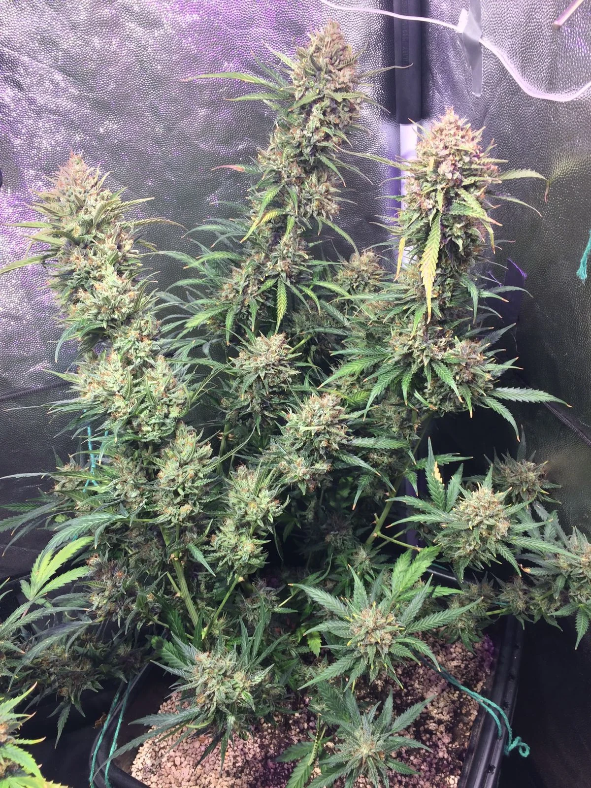 Ak 47
