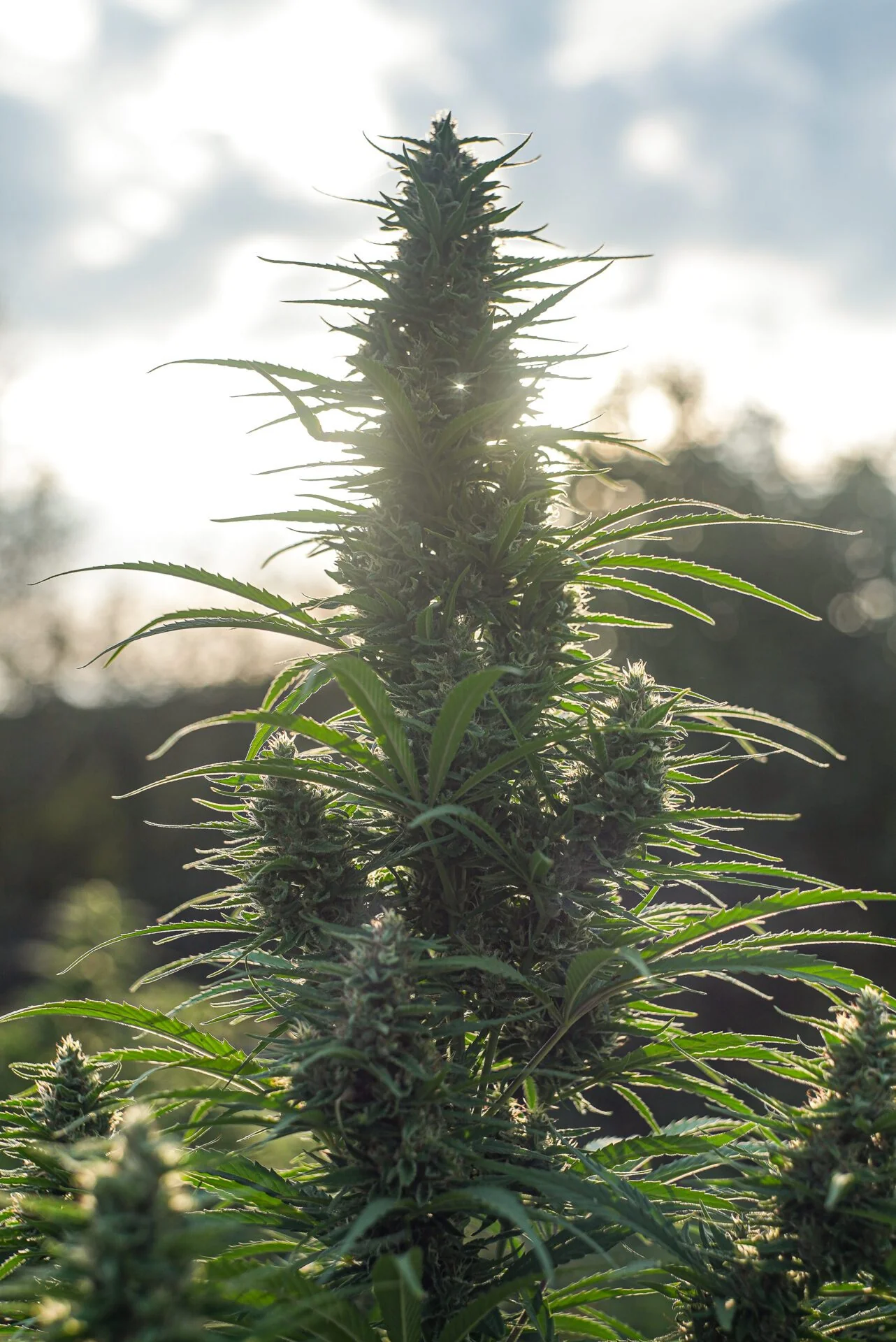 Orange Buddha Cbd 2
