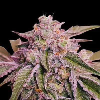 Pink Pie 2