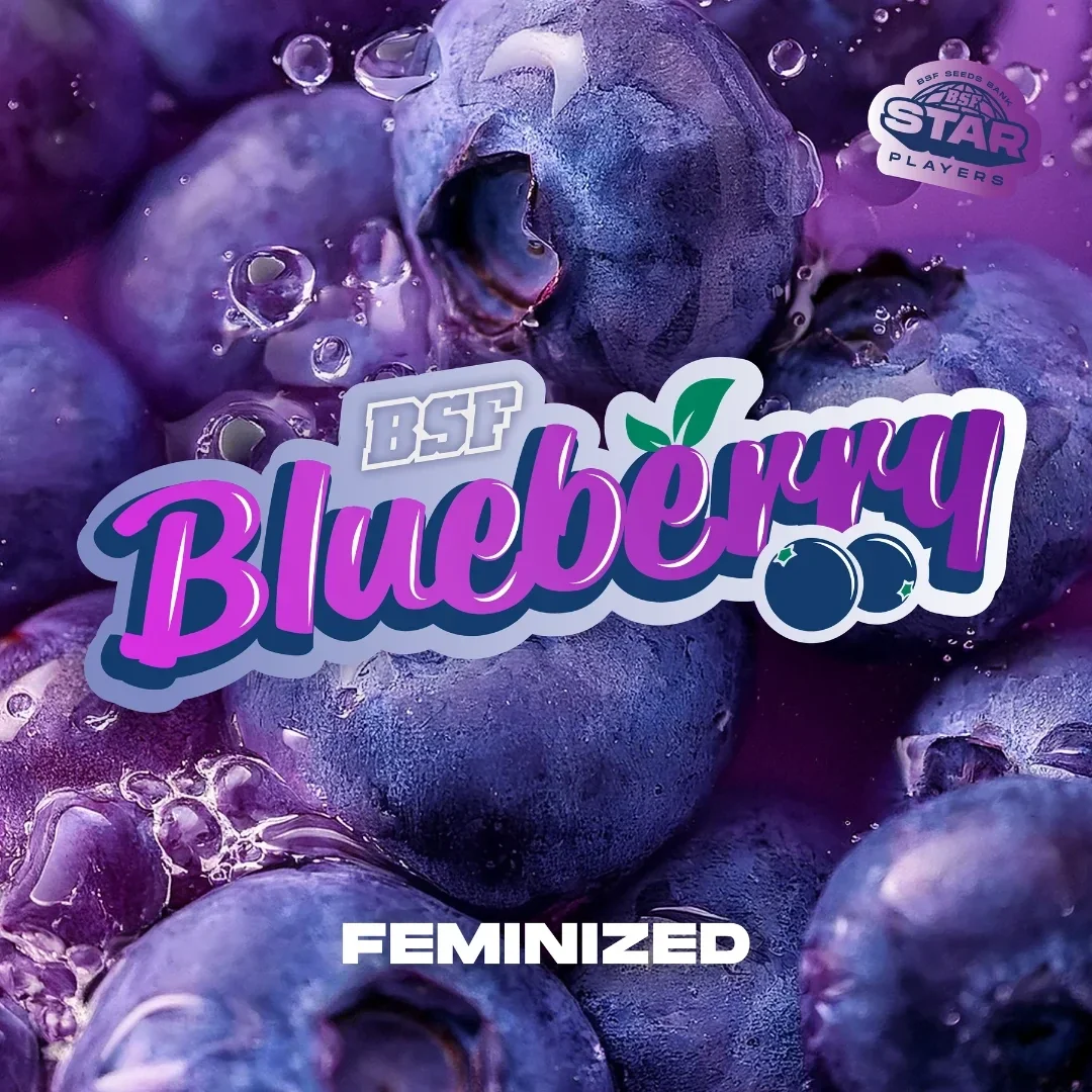Blueberry Bsf 4