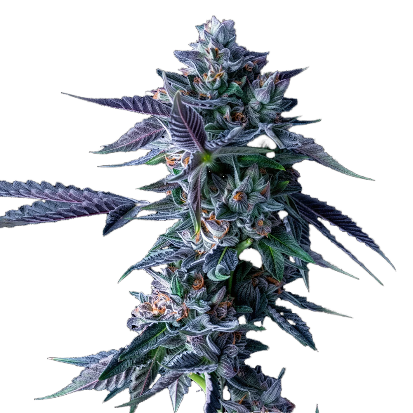 Chocolope