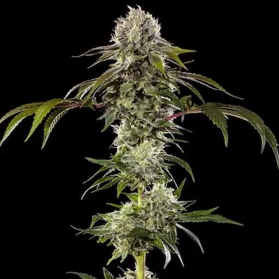 Durban Poison 2