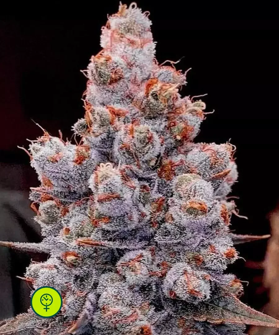 Banana Jealousy Rf3 2