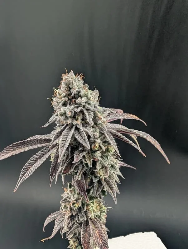 Garlic Mint Sherbet 3