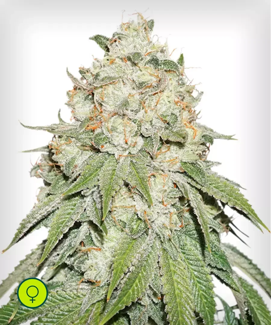 Banana Blaze