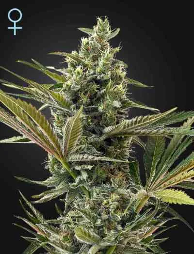 Super Lemon Haze 5