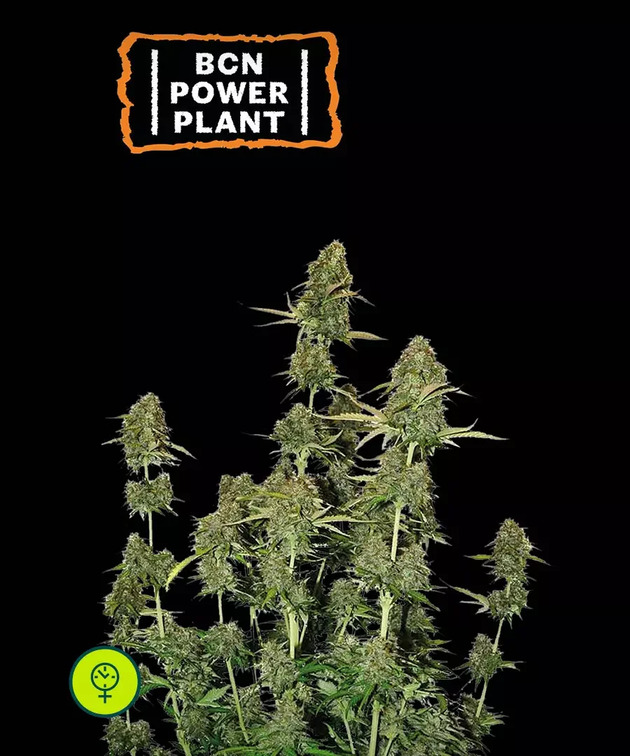 Bcn Power Plant 2
