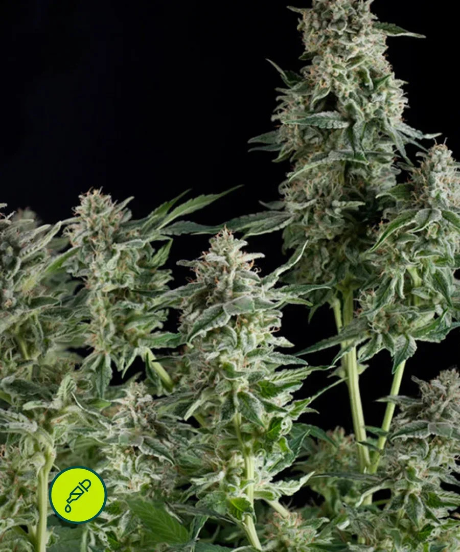 Northern Lights Cbd 2