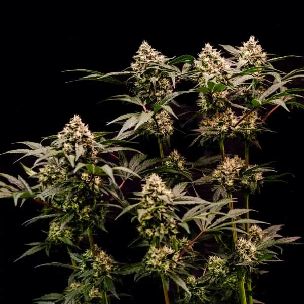Cosmic Cheddar F1