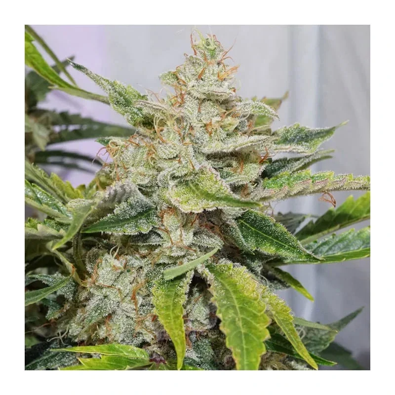 Skywalker Haze