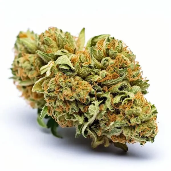 Tangie 5