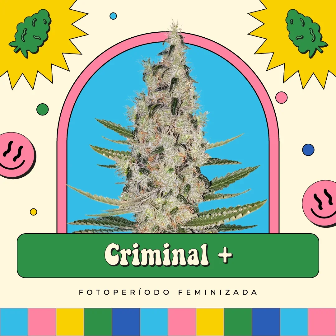 Criminal