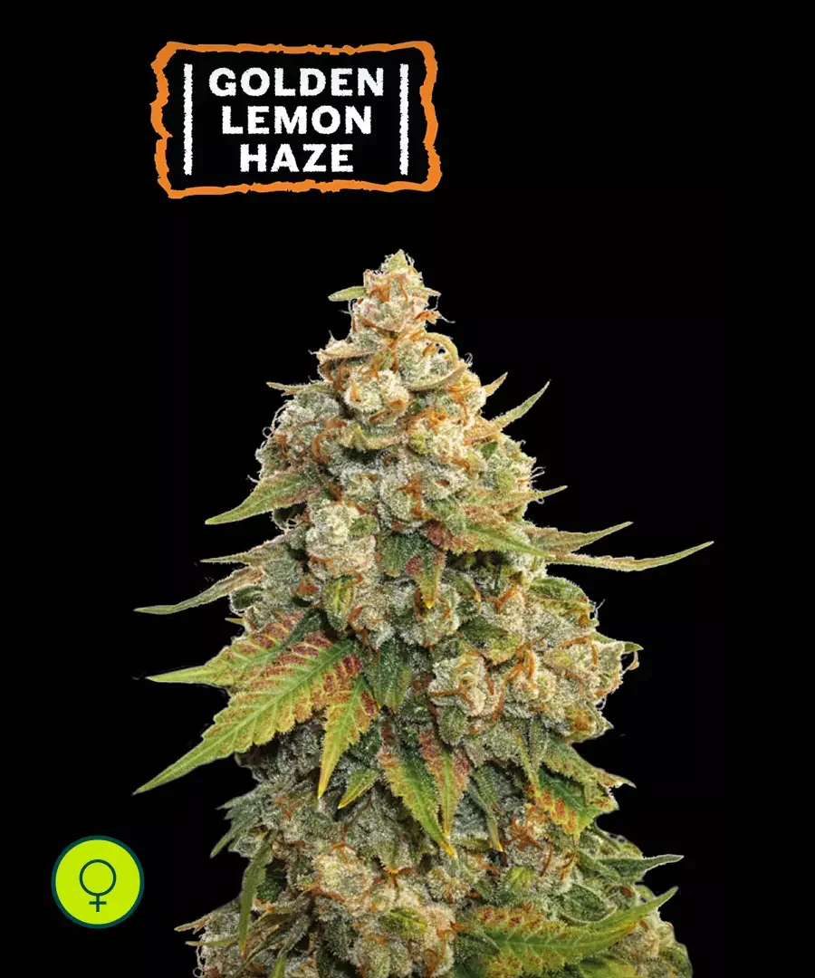 Golden Lemon Haze 2