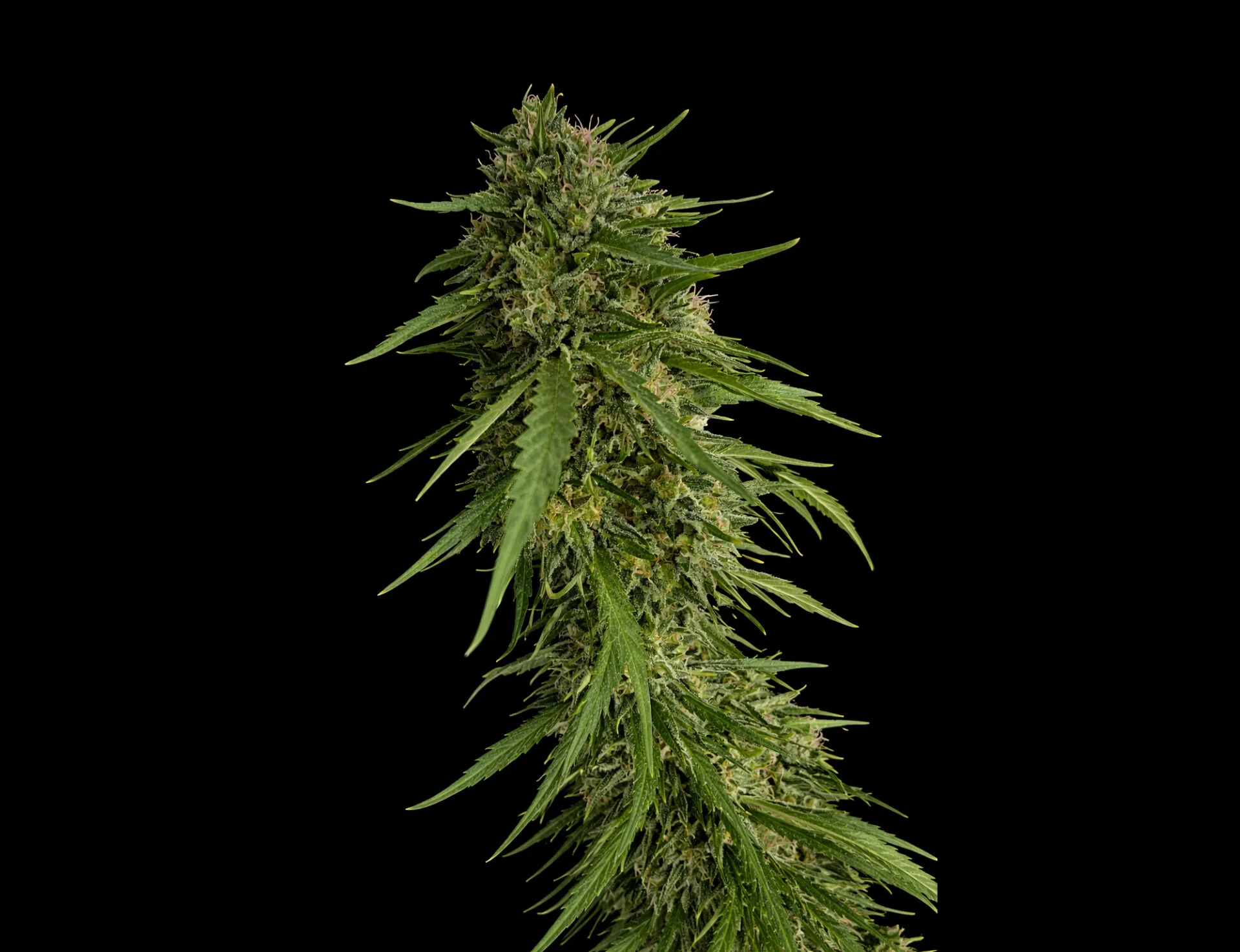Sour Secret 4