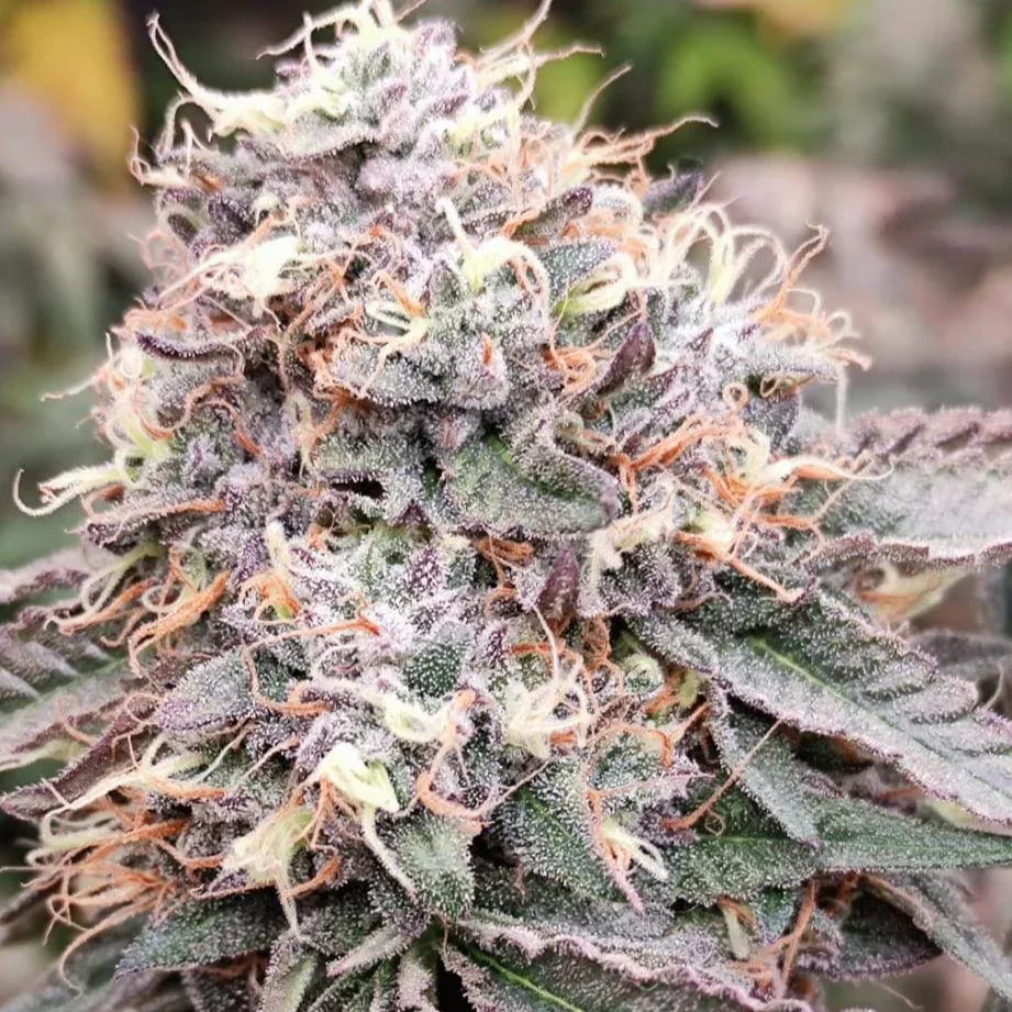 Altai Cbd