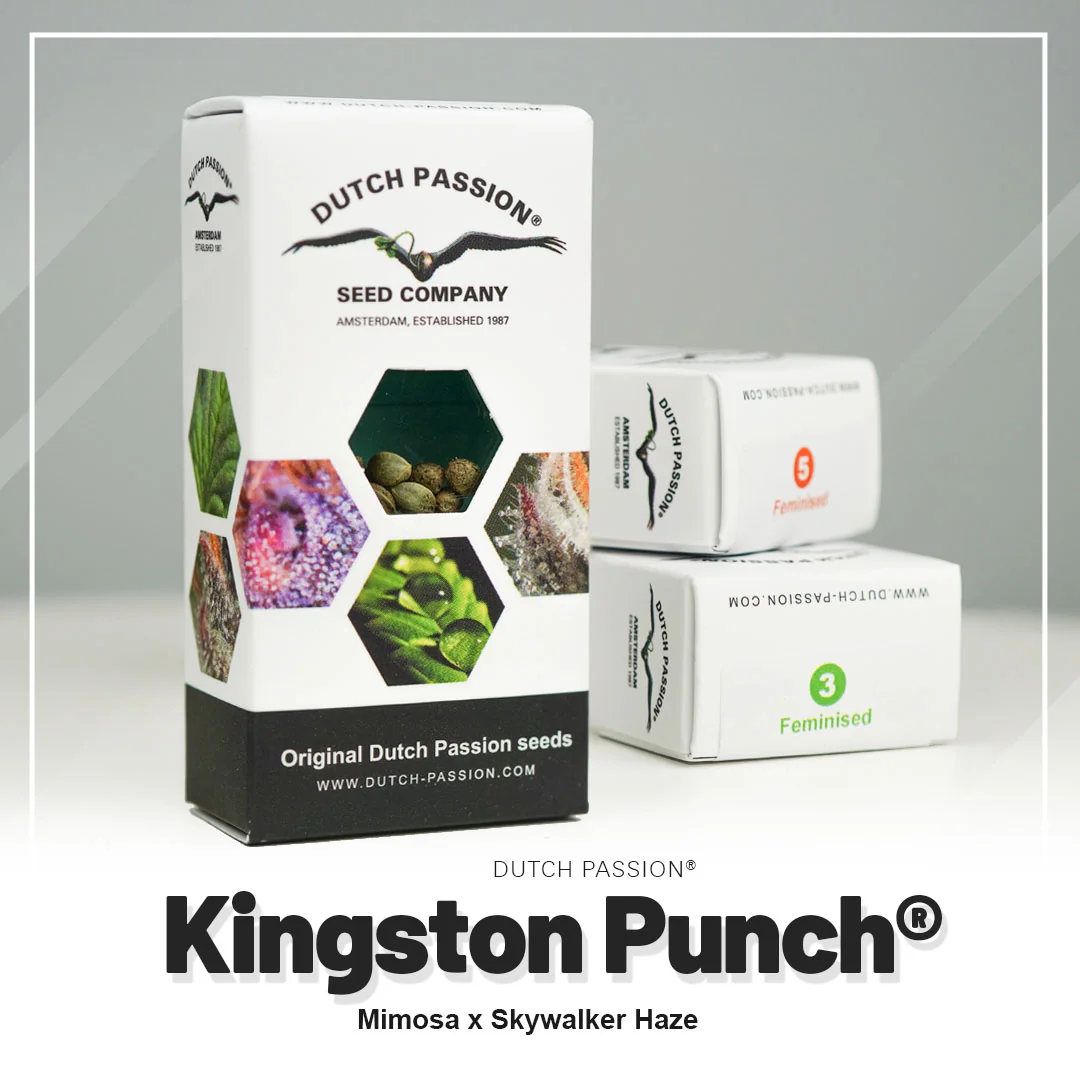 Kingston Punch