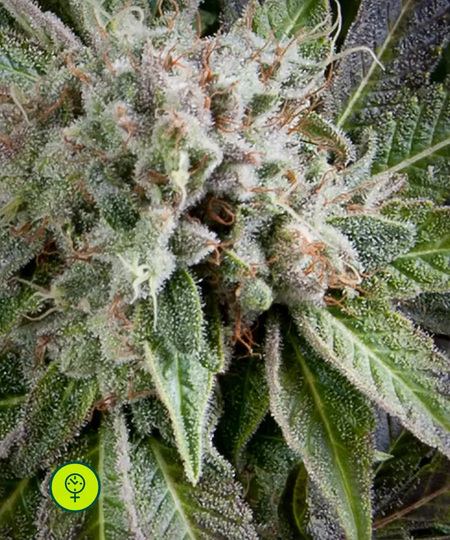Blue Pyramid