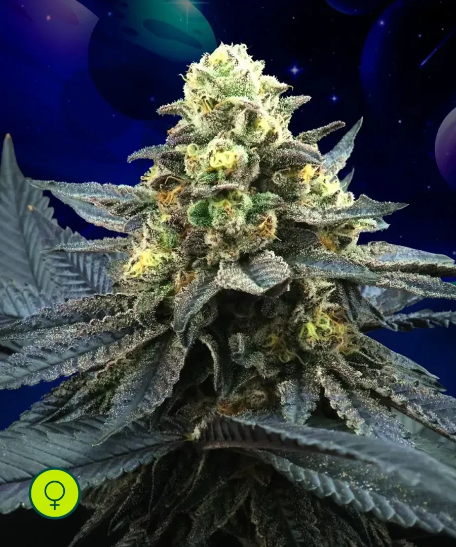 Blue Peach