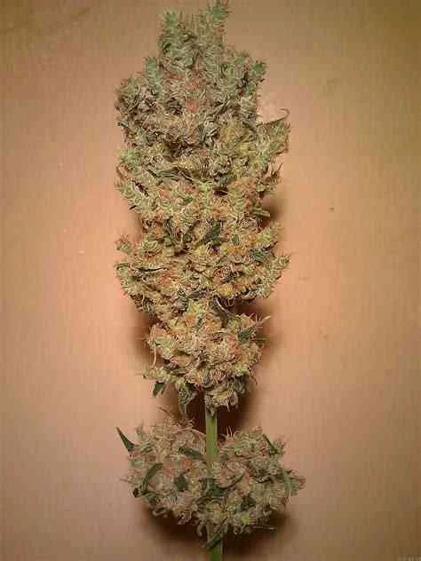 Jack Herer 4
