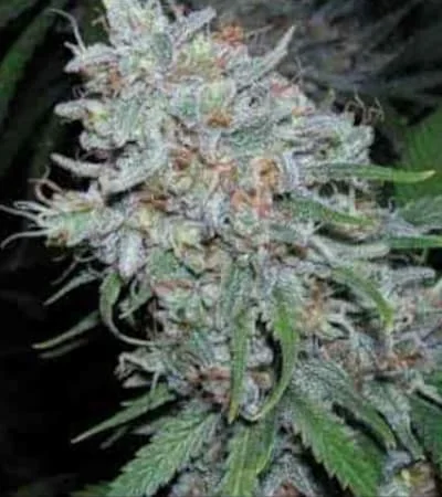 Super Silver Haze