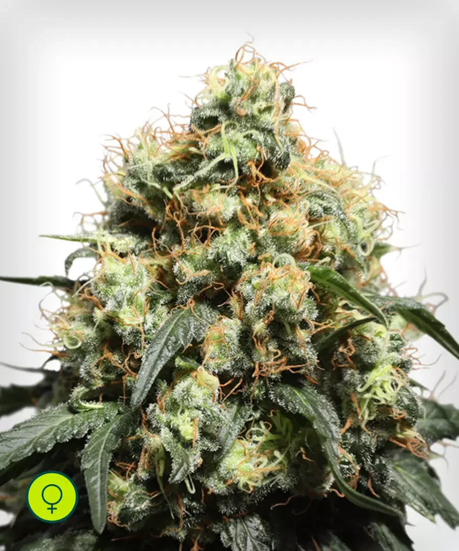Bruce Lemon Diesel 2