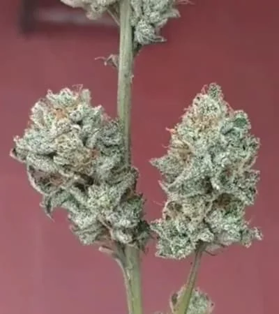 Sour Diesel 2