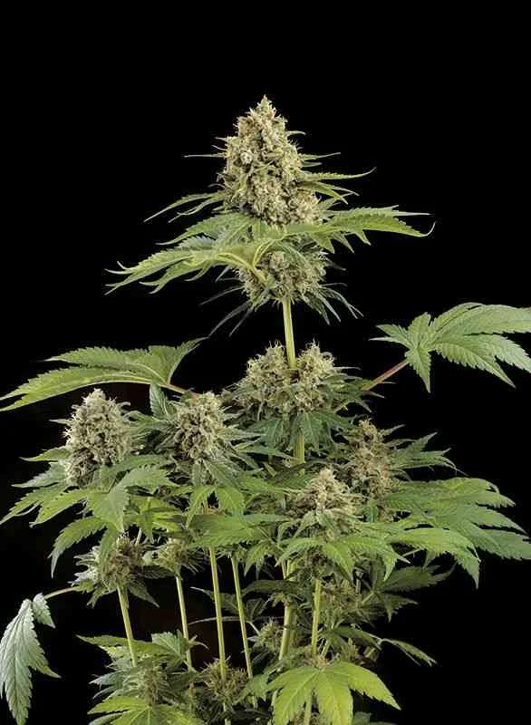 Moby Dick 2