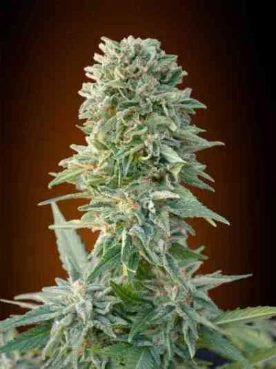Jack Herer