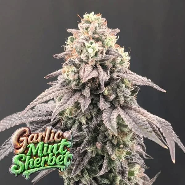 Garlic Mint Sherbet 2