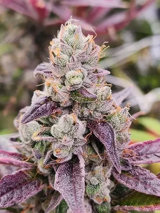 Sour Lime Trop 3