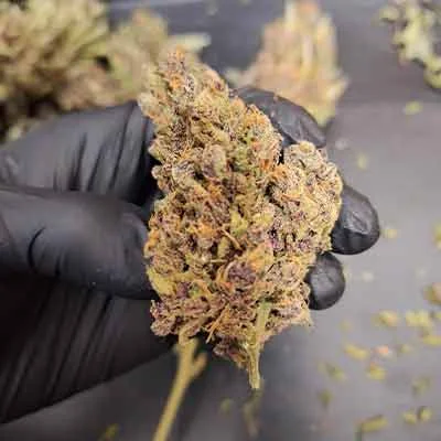 Tropicana Cookies 4