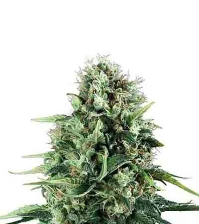 Power Flower 2