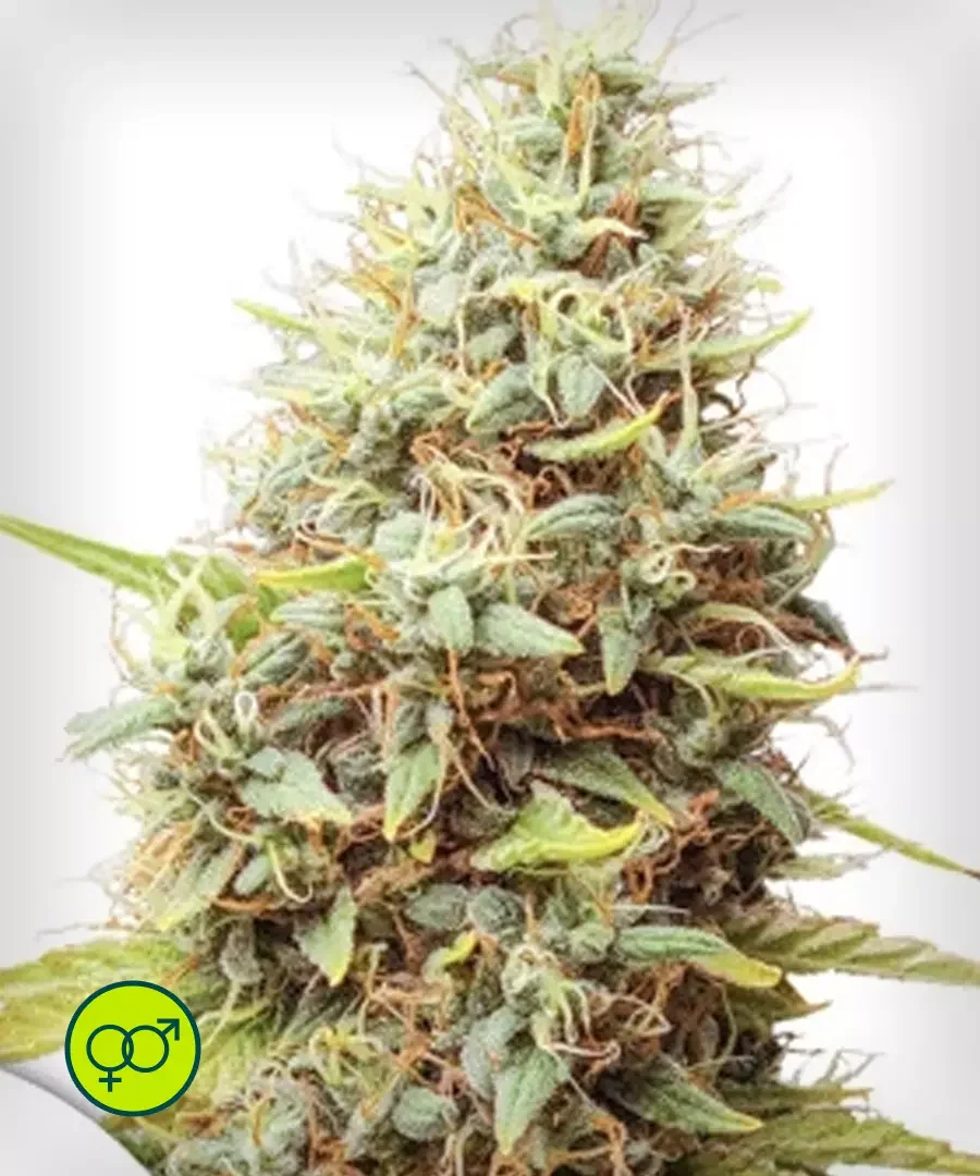 Sour Tangie Dawg