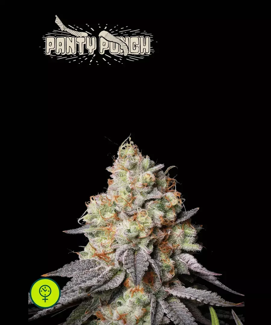 Panty Punch